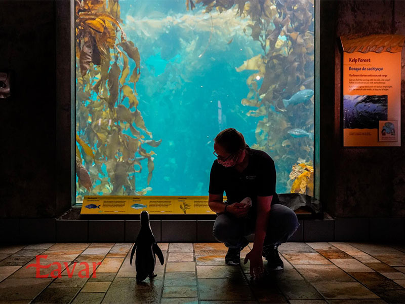 آکواریوم خلیج مونته ری از جاذبه های گردشگری کالیفرنیا