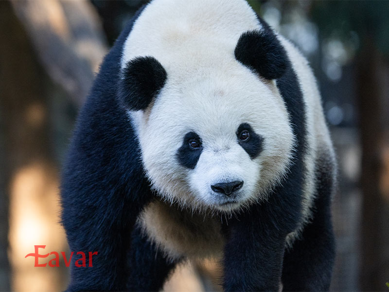 پارک ملی جانورشناسی اسمیتسونین از دیدنی های واشنگتن