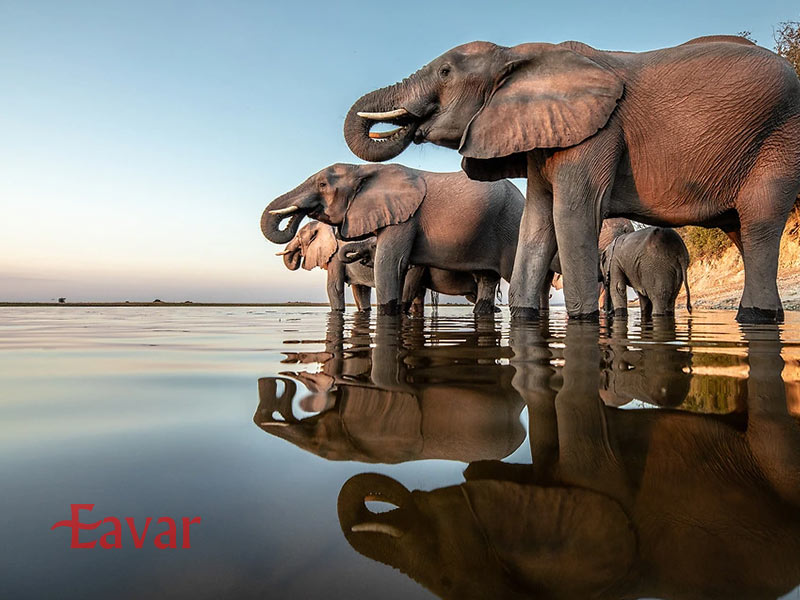 عکاسی در سافاری