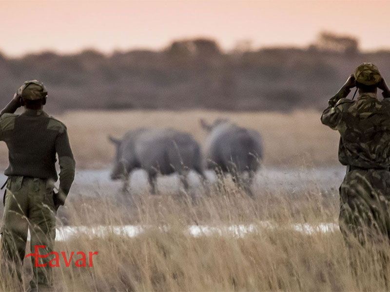 راهنمایان سافاری یا رنجرهای سافاری