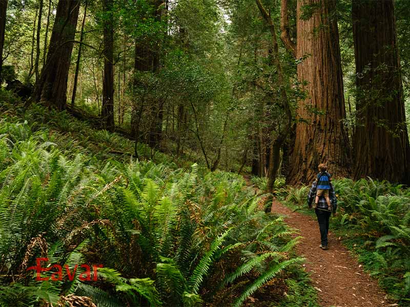 پارک ملی ردوود از دیدنیهای کالیفرنیا