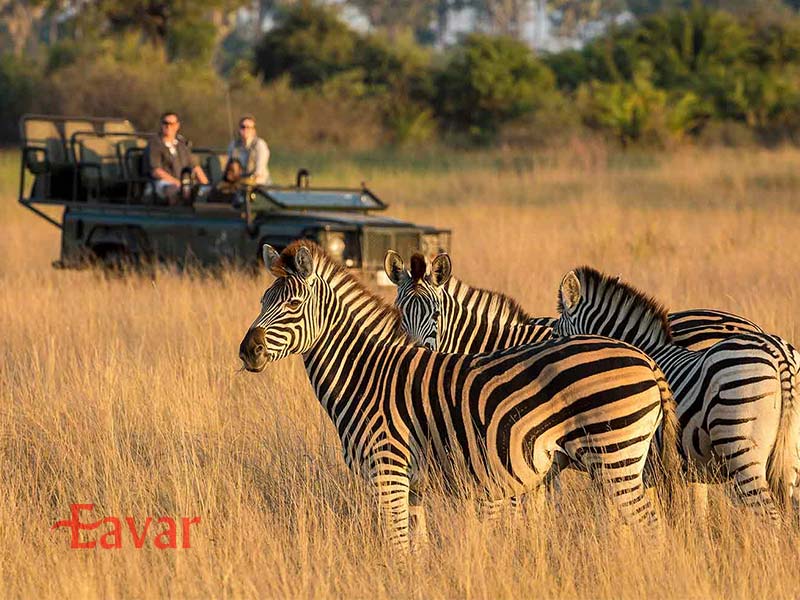 سافاری چیست؟