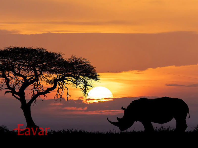 حیات وحش آفریقا در تور سافاری