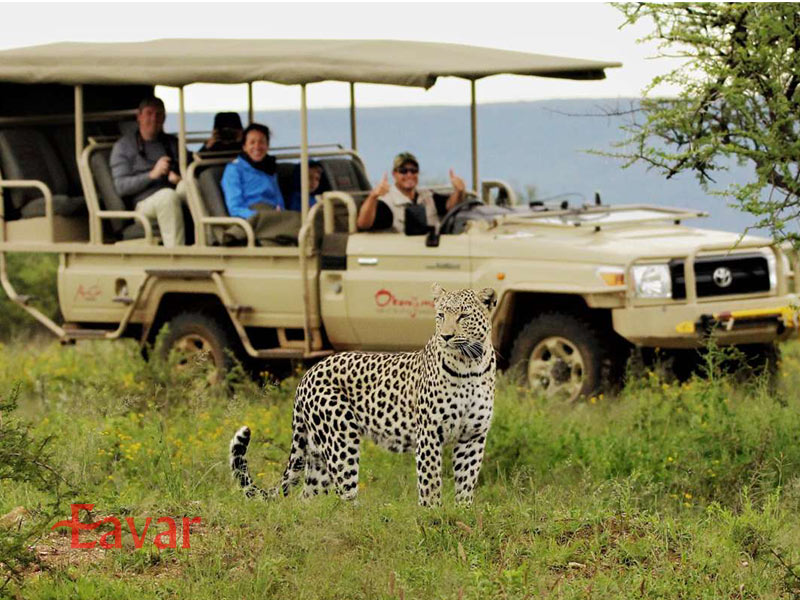 تور سافاری آفریقا