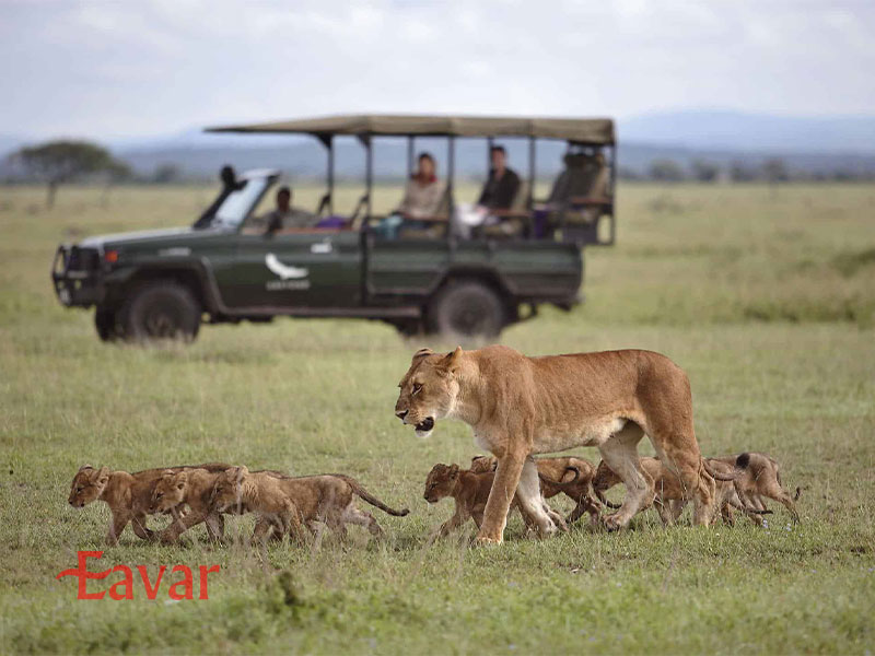 تماشای شیرها در سافاری