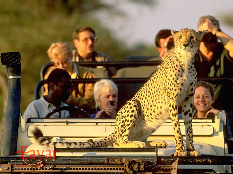 چیتا در سافاری