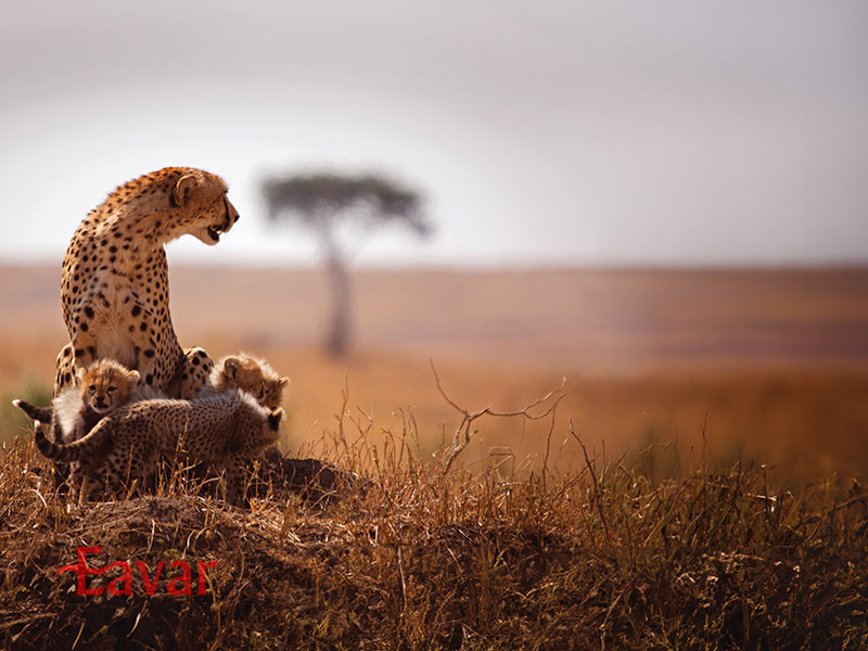 حیات وحش آفریقا در تور سافاری