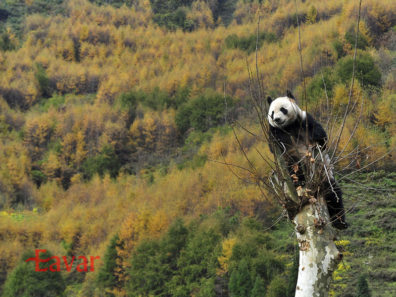 پناهگاه پانداهای سیچوان از جاذبه های گردشگری چین