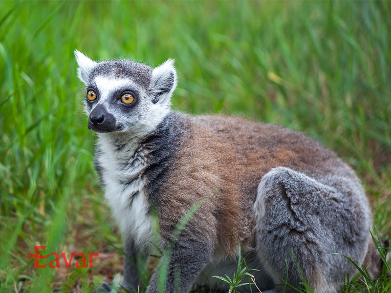 باغ وحش تفلیس