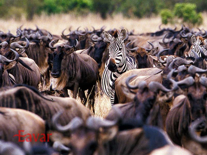 عکاسی از مهاجرت بزرگ در سافاری