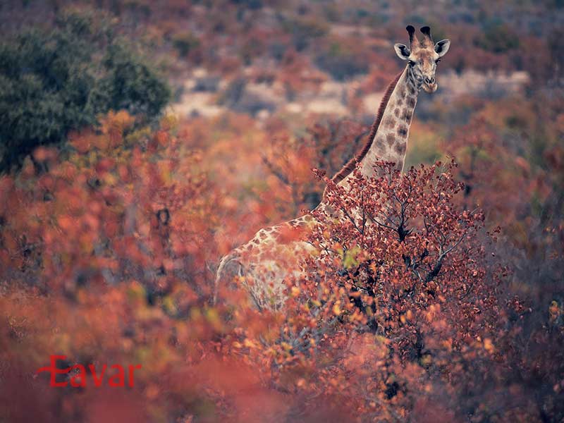 سفر به آفریقای جنوبی در پاییز