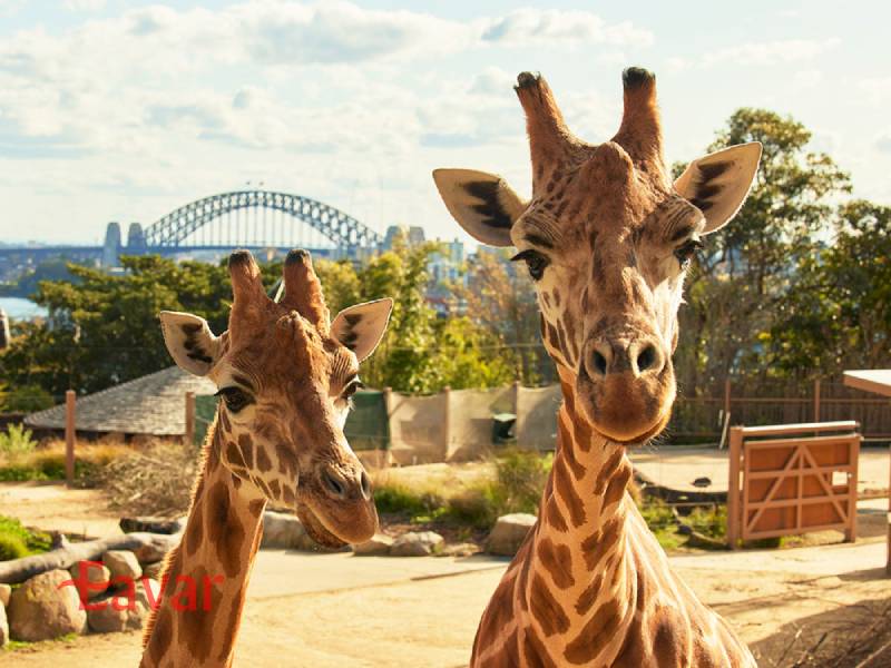 باغ وحش تارونگا؛ سیدنی