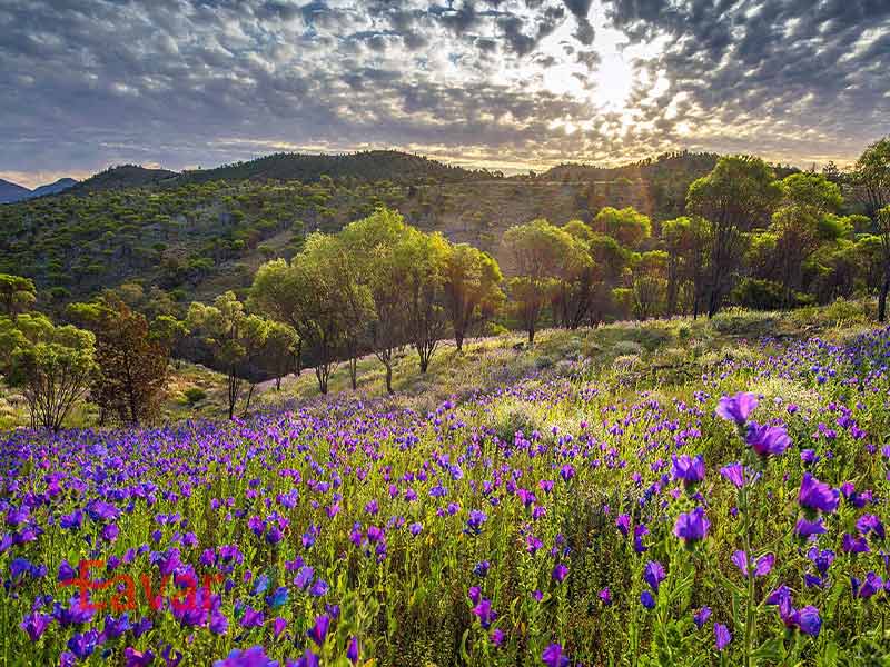 سفر به استرالیا در بهار