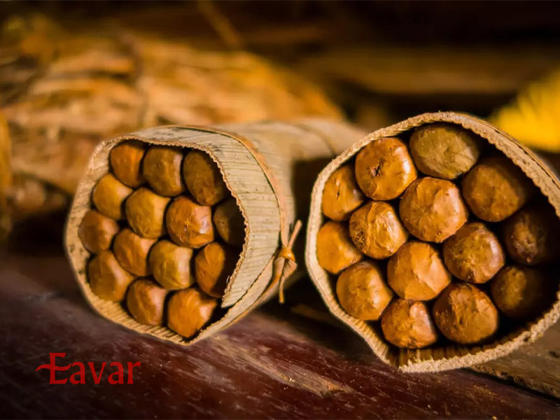 تنباکوی دومینیکن