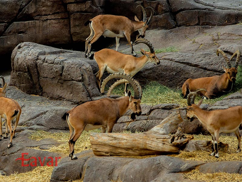 مرکز حیات وحش عربی شارجه