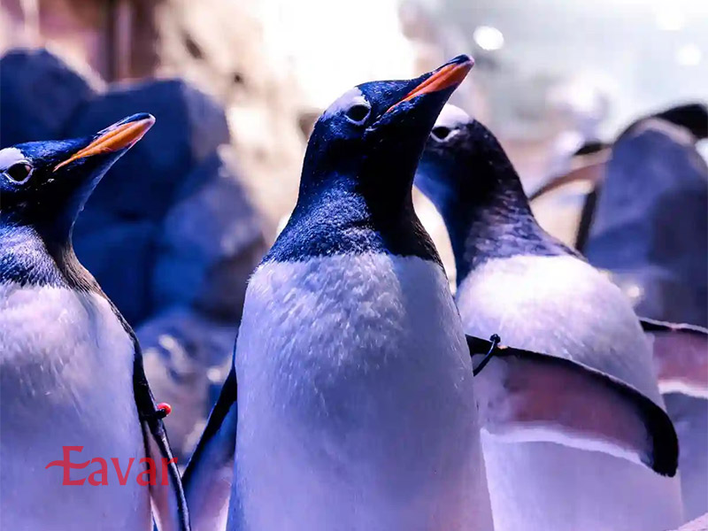 پنگوئن ها در آکواریوم دبی