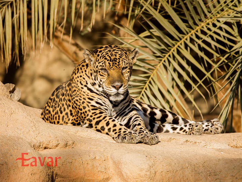 پارک صحرایی شارجه از جاذبه های گردشگری شارجه