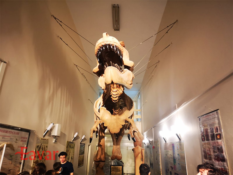 موزه تاریخ طبیعی ازمیر