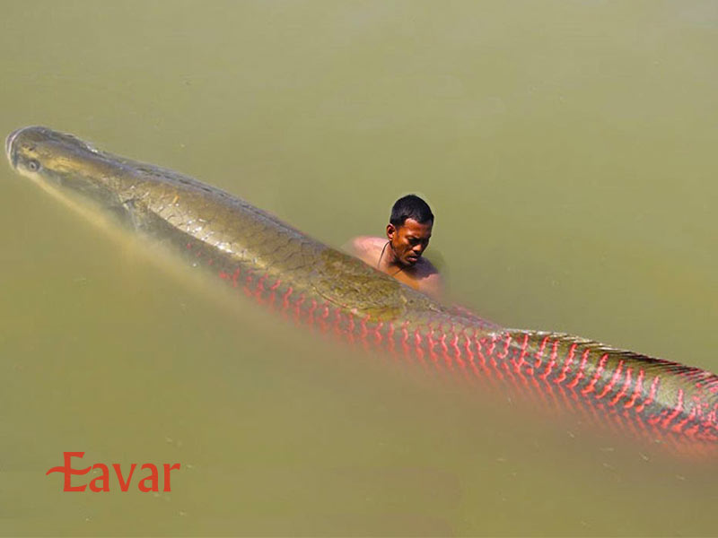 ماهی آراپایما از عجیب ترین جانداران آمازون