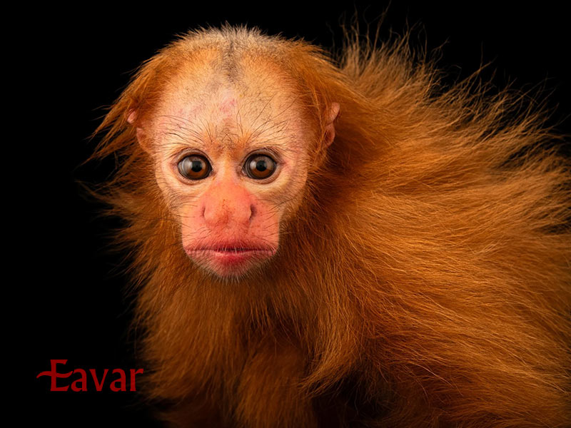 میمون کچل از حیوانات عجیب آمازون