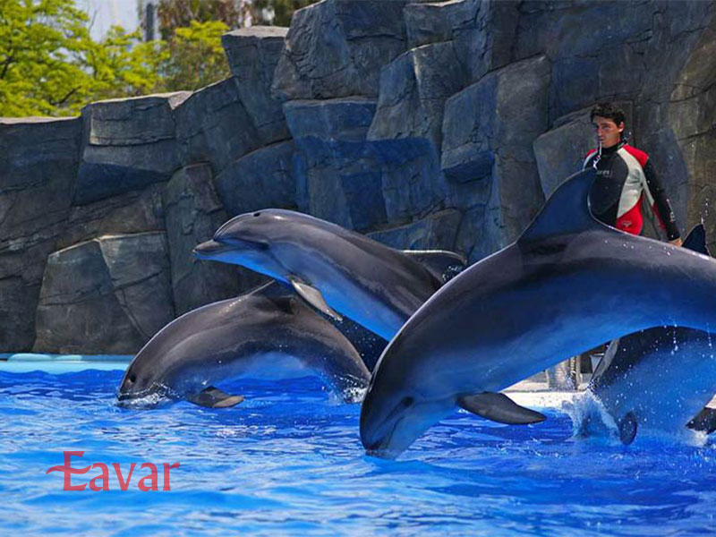 دلفیناریوم باتومی از جاذبه های خانوادگی گرجستان