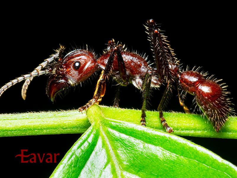 مورچه گلوله زن از حشرات خطرناک و عجیب آمازون