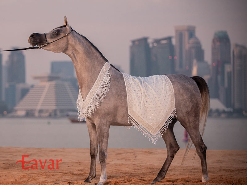 جشنواره بین المللی اسب عرب از فستیوال های فرهنگی دبی