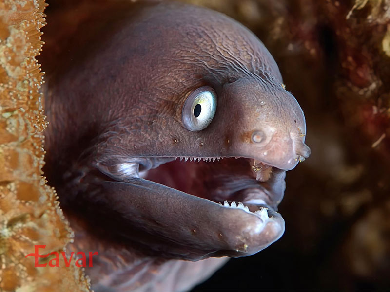 مارماهی برقی از آبزیان عجیب آمازون