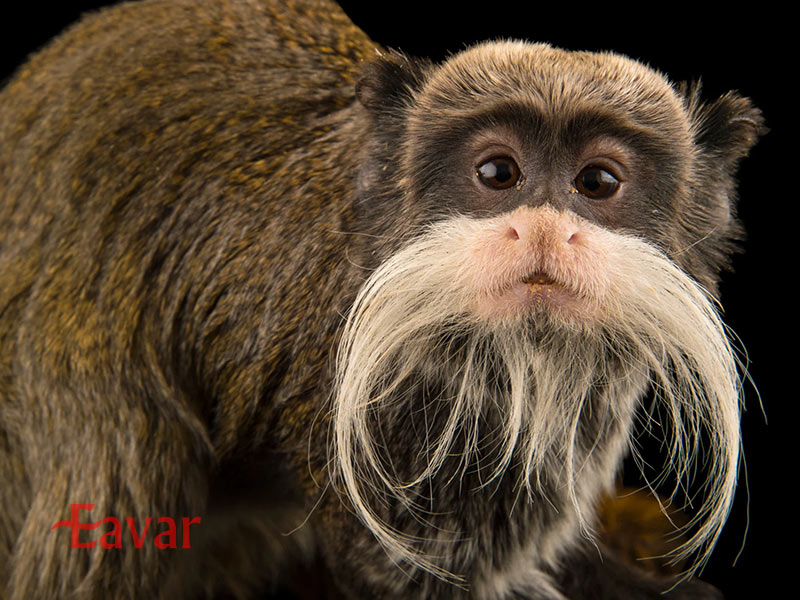 تامارین امپراتور از عجیب ترین حیوانات آمازون