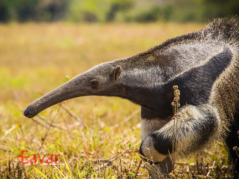 مورچه خوار بزرگ از جانوران عجیب آمازون