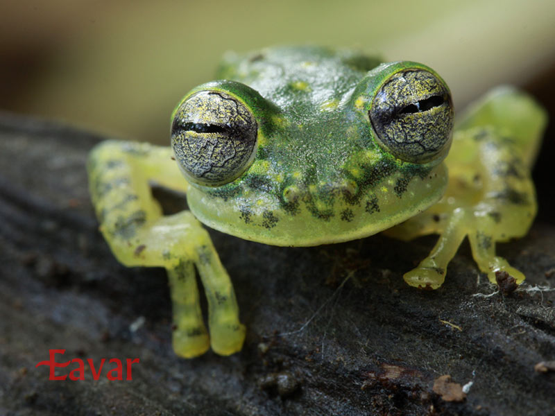 قورباغه شیشه ای از موجودات عجیب آمازون