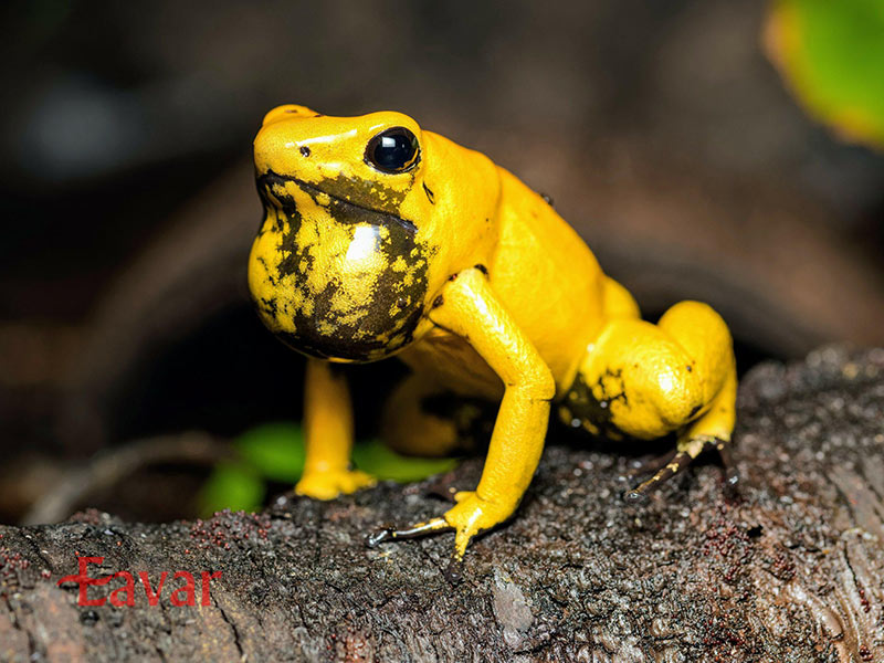 قورباغه سمی طلایی از خطرناک ترین حیوانات عجیب آمازون