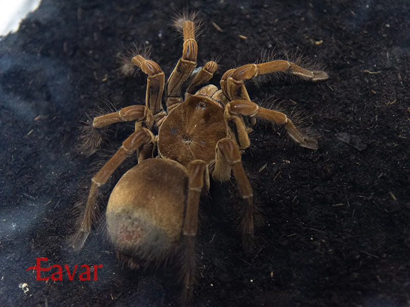 عنکبوت جالوت پرنده خوار از حشرات عجیب و خطرناک آمازون