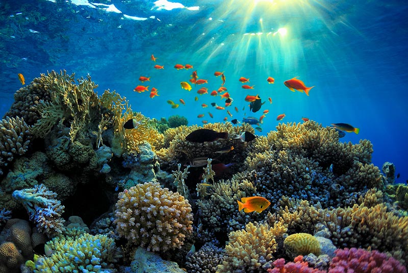 دیواره‌ بزرگ مرجانی از دیدنی های استرالیا