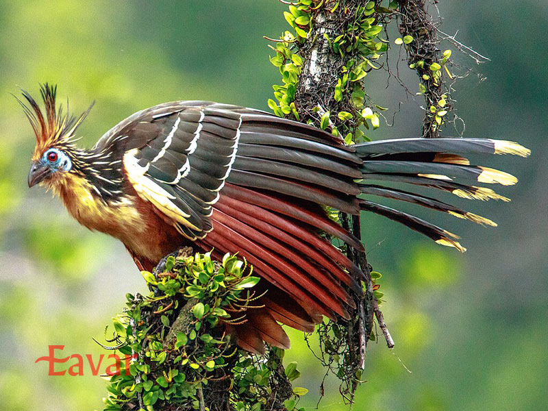 هواتزین از عجیب ترین پرندگان آمازون