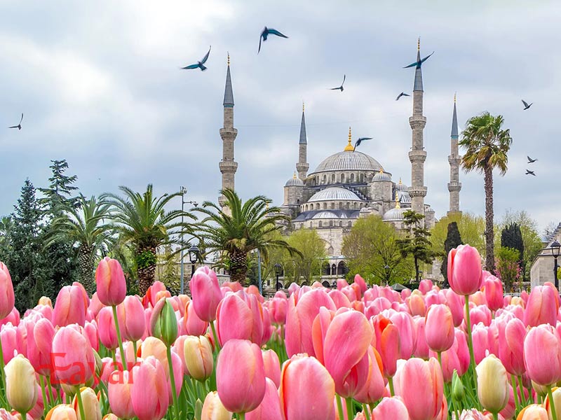 فستیوال لاله از فستیوال های استانبول