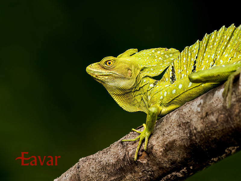 باسیلیسک یا مارمولک عیسی مسیح از خزندگان عجیب آمازون