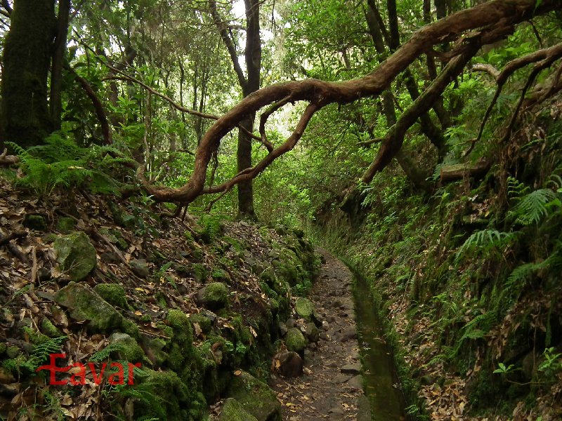 جنگل لوریسیلوا از جاهای دیدنی پرتغال