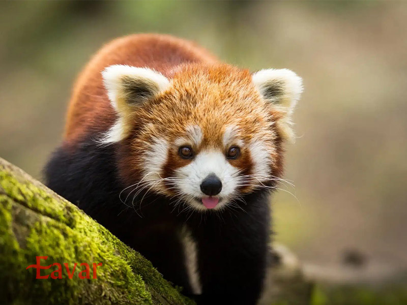 باغ وحش لیسبون از مکان های دیدنی پرتغال