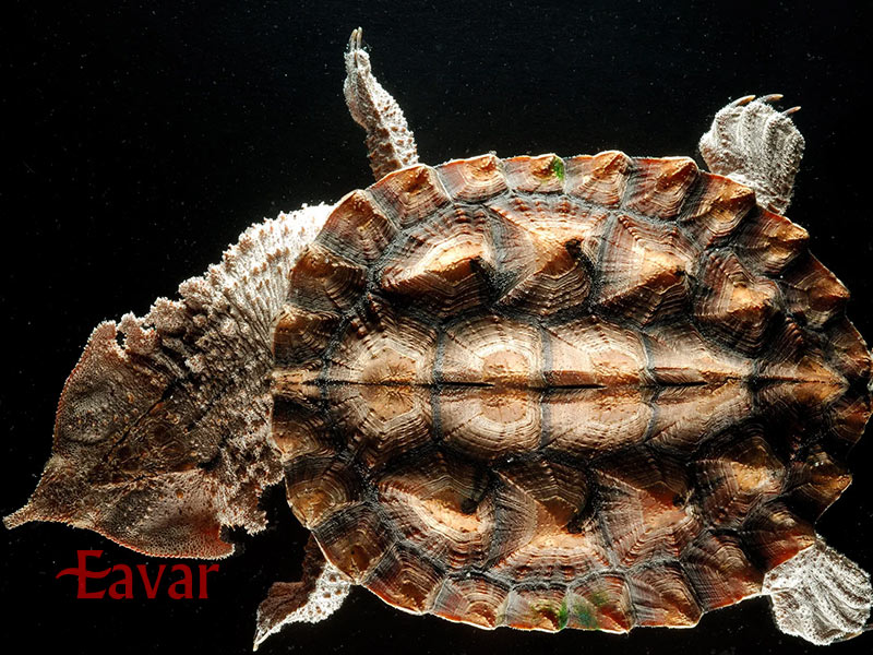 ماتاماتا از جانوران عجیب آمازون