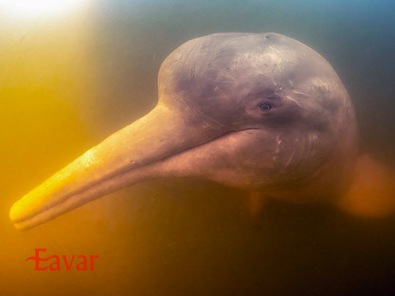 دلفین صورتی رودخانه از حیوانات عجیب آمازون