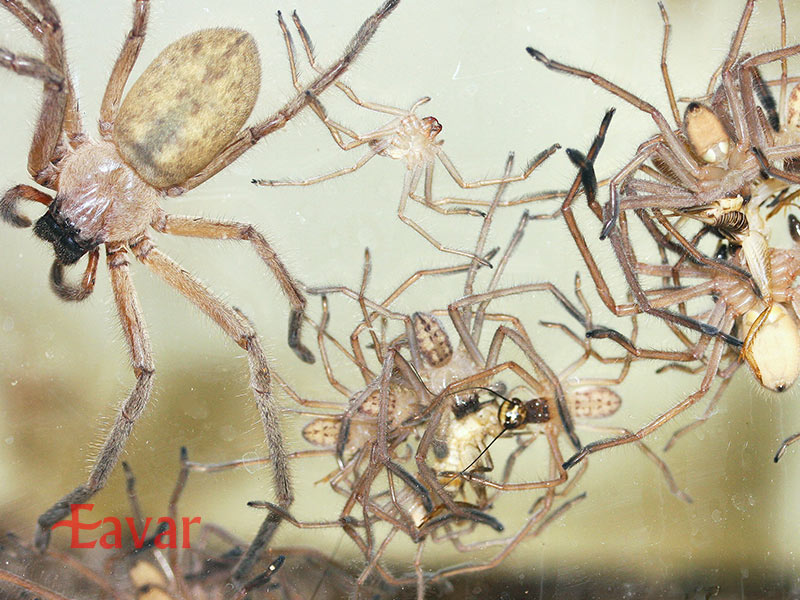 عنکبوت های اجتماعی از حشرات عجیب آمازون