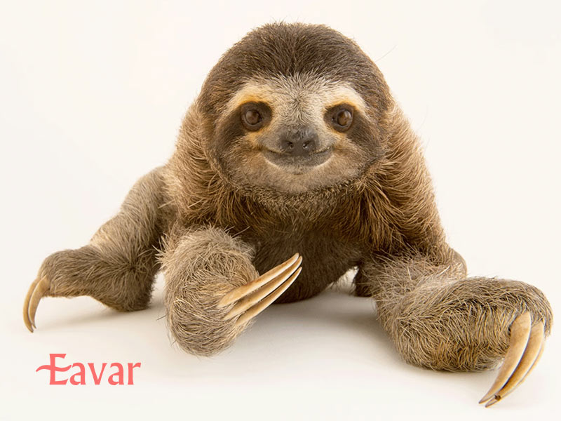 تنبل سه انگشتی از حیوانات عجیب آمازون