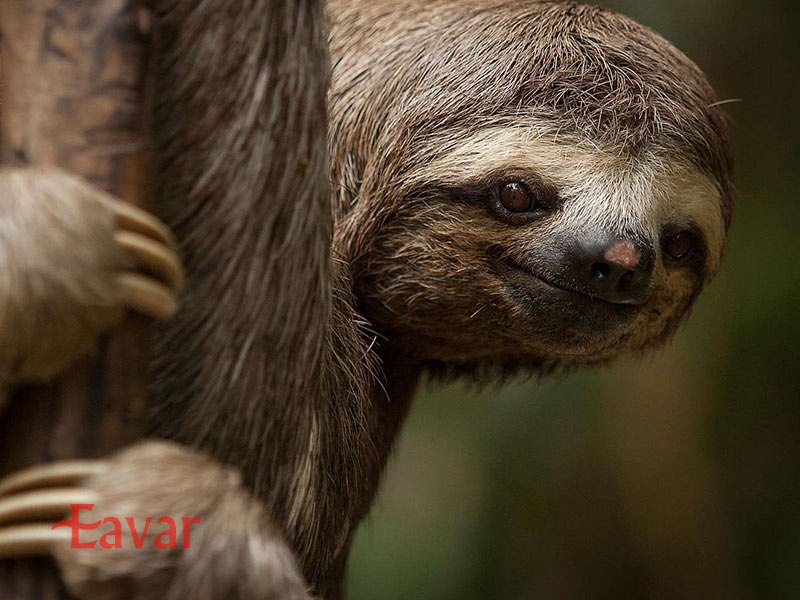 عجیب ترین حیوانات آمازون