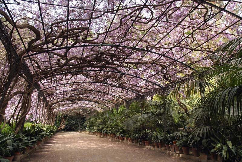 باغ های گیاه شناسی مالاگا