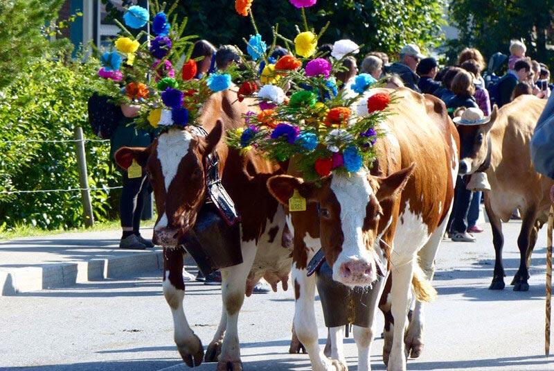 فستیوال گاو بازی در سوئیس