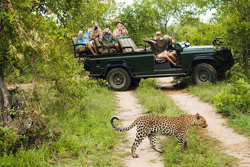 سافاری در آفریقای جنوبی