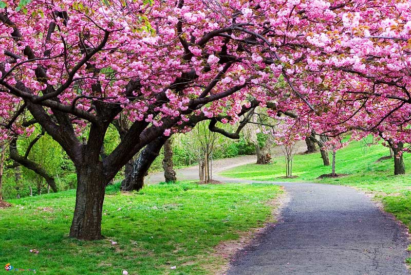 شکوفه های بهاری در نوروز