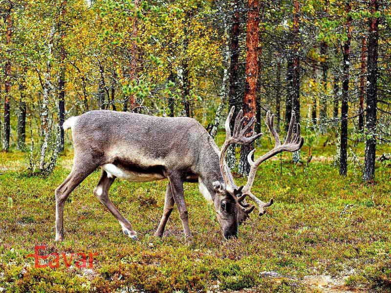 جنگل تایگا در شمال روسیه