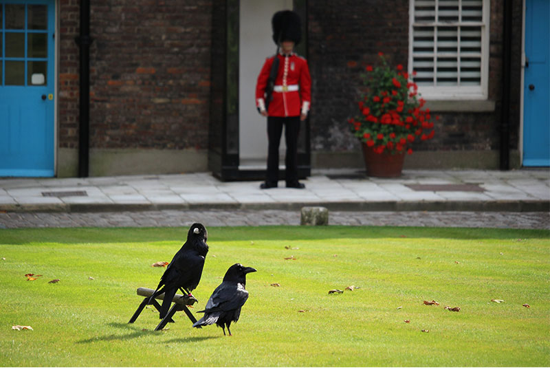 کلاغ های برج لندن